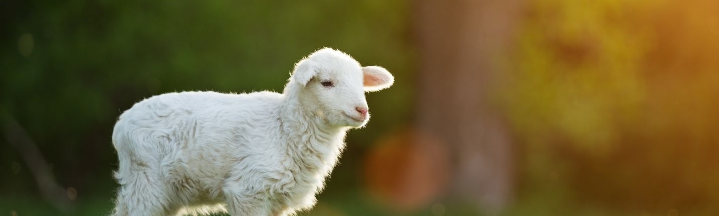 Passover Lamb